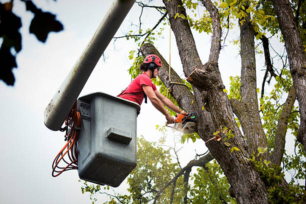 Large Tree Removal in Santa Clara, UT